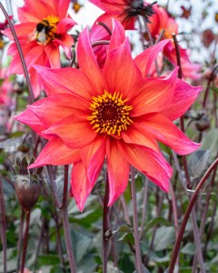 Dahlia Waltzing Mathilda5